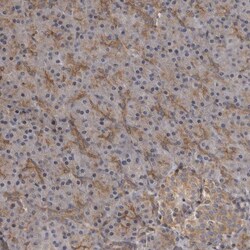 Invitrogen ZNRF1 Polyclonal Antibody 100 &mu;L; Unconjugated:Antibodies,