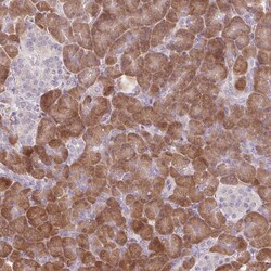 GNMT Polyclonal Antibody:Antibodies, Polyclonal