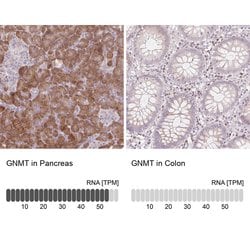 GNMT Polyclonal Antibody:Antibodies, Polyclonal