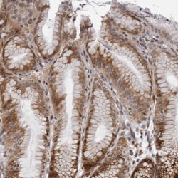 Invitrogen GCSAML Polyclonal Antibody 100 &mu;L; Unconjugated:Antibodies,