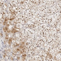 Invitrogen POLR3C Polyclonal Antibody 100 &mu;L; Unconjugated:Antibodies,