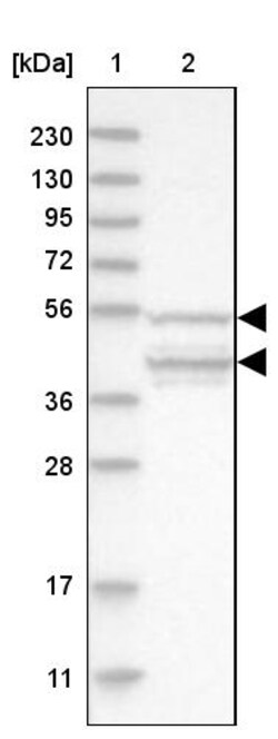 Invitrogen POLR3C Polyclonal Antibody 100 &mu;L; Unconjugated:Antibodies,