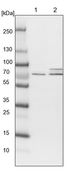 Invitrogen POLR3C Polyclonal Antibody 100 &mu;L; Unconjugated:Antibodies,