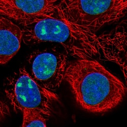 Invitrogen WDR3 Polyclonal Antibody 100 &mu;L; Unconjugated:Antibodies,