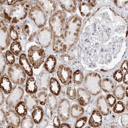 Invitrogen COX5A Polyclonal Antibody 100 &mu;L; Unconjugated:Antibodies,