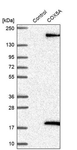 Invitrogen COX5A Polyclonal Antibody 100 &mu;L; Unconjugated:Antibodies,