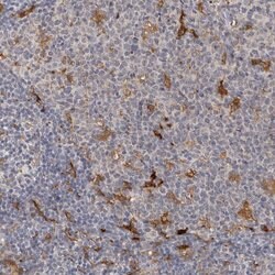 PTAFR Polyclonal Antibody 100 &mu;L | Buy Online | Thermo Scientific | Fisher Scientific