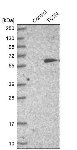 Invitrogen TC2N Polyclonal Antibody 100 &mu;L; Unconjugated:Antibodies,