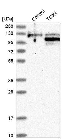 Invitrogen TOX4 Polyclonal Antibody 100 &mu;L; Unconjugated:Antibodies,