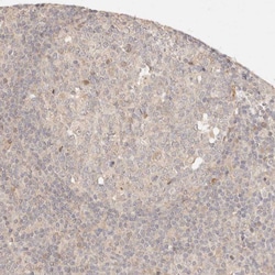 Invitrogen PHLDA3 Polyclonal Antibody 100 &mu;L; Unconjugated:Antibodies,