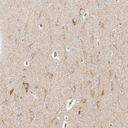 Invitrogen MRPL55 Polyclonal Antibody 100 &mu;L; Unconjugated:Antibodies,