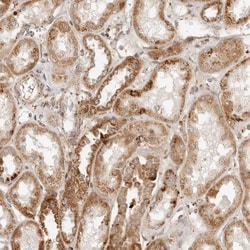 Invitrogen MRPL55 Polyclonal Antibody 100 &mu;L; Unconjugated:Antibodies,