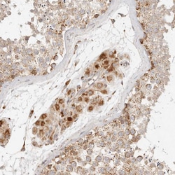 Invitrogen MRPL55 Polyclonal Antibody 100 &mu;L; Unconjugated:Antibodies,