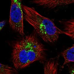 Invitrogen MRPL55 Polyclonal Antibody 100 &mu;L; Unconjugated:Antibodies,