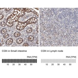 Invitrogen CGN Polyclonal Antibody 100 &mu;L; Unconjugated:Antibodies,