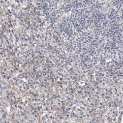 Invitrogen CGN Polyclonal Antibody 100 &mu;L; Unconjugated:Antibodies,