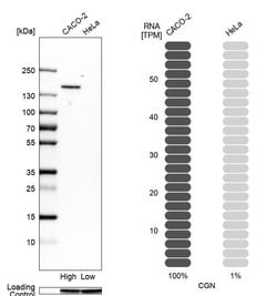 Invitrogen CGN Polyclonal Antibody 100 &mu;L; Unconjugated:Antibodies,