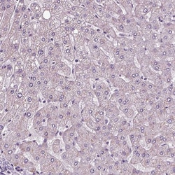Invitrogen PRR9 Polyclonal Antibody 100 &mu;L; Unconjugated:Antibodies,