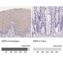 Invitrogen GBP6 Polyclonal Antibody 100 &mu;L; Unconjugated:Antibodies,