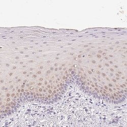 Invitrogen GBP6 Polyclonal Antibody 100 &mu;L; Unconjugated:Antibodies,