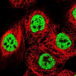 Invitrogen BCLAF1 Polyclonal Antibody 100 &mu;L; Unconjugated:Antibodies,