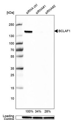 Invitrogen BCLAF1 Polyclonal Antibody 100 &mu;L; Unconjugated:Antibodies,