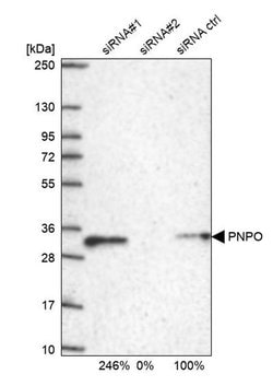Invitrogen PNPO Polyclonal Antibody 100 &mu;L; Unconjugated:Antibodies,