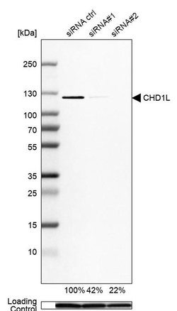 CHD1L Polyclonal Antibody, Invitrogen 100 &mu;L; Unconjugated:Antibodies