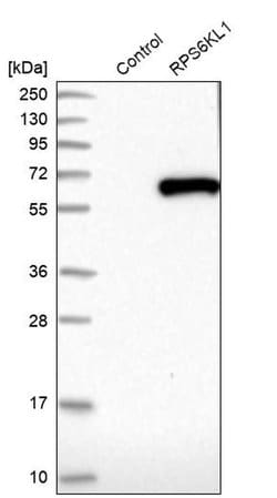 Invitrogen RPS6KL1 Polyclonal Antibody 100 &mu;L; Unconjugated:Anticuerpos