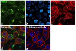 ITGB8 Polyclonal Antibody:Antibodies, Polyclonal