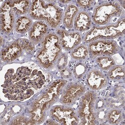 ITGB8 Polyclonal Antibody:Antibodies, Polyclonal