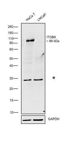 ITGB8 Polyclonal Antibody:Antibodies, Polyclonal