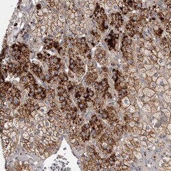 Invitrogen FAM212B Polyclonal Antibody 100 &mu;L | Buy Online | Invitrogen&trade; | Fisher Scientific