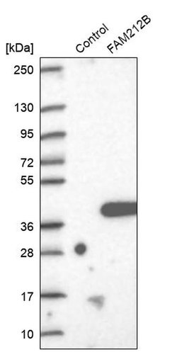 Invitrogen FAM212B Polyclonal Antibody 100 &mu;L | Buy Online | Invitrogen&trade; | Fisher Scientific