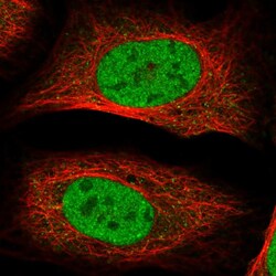 Invitrogen RSC1A1 Polyclonal Antibody 100 &mu;L; Unconjugated:Antibodies,