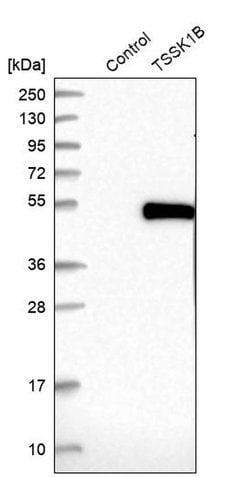 Invitrogen TSSK1 Polyclonal Antibody 100 &mu;L; Unconjugated:Antibodies,