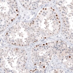 Invitrogen DMRT1 Polyclonal Antibody 100 &mu;L | Buy Online | Invitrogen&trade; | Fisher Scientific
