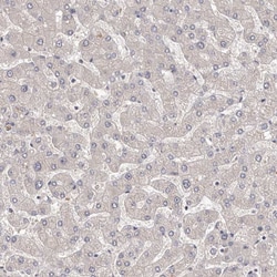 Invitrogen DOPEY1 Polyclonal Antibody 100 &mu;L; Unconjugated:Antibodies,