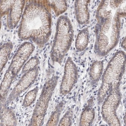 Invitrogen DOPEY1 Polyclonal Antibody 100 &mu;L; Unconjugated:Antibodies,