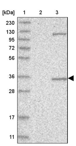 Invitrogen AIDA Polyclonal Antibody 100 &mu;L; Unconjugated:Antibodies,