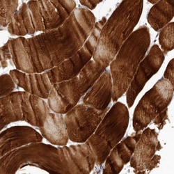 Invitrogen C8orf74 Polyclonal Antibody 100 &mu;L; Unconjugated:Antibodies,
