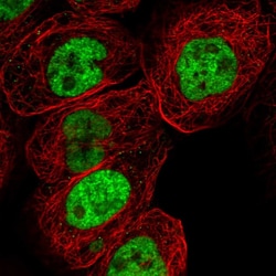Invitrogen DHX9 Polyclonal Antibody 100 &mu;L; Unconjugated:Antibodies,