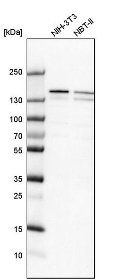 Invitrogen DHX9 Polyclonal Antibody 100 &mu;L; Unconjugated:Antibodies,