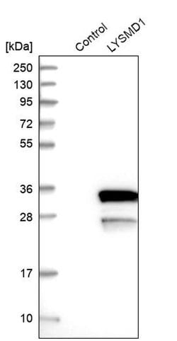 Invitrogen LYSMD1 Polyclonal Antibody 100 &mu;L; Unconjugated:Antibodies,
