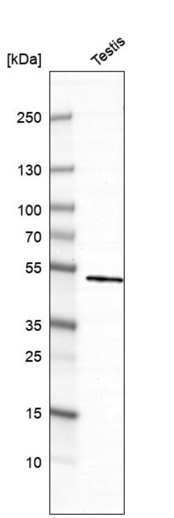 Invitrogen DYRK4 Polyclonal Antibody 100 &mu;L | Buy Online | Invitrogen&trade; | Fisher Scientific