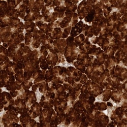 Invitrogen ERO1LB Polyclonal Antibody 100 &mu;L; Unconjugated:Antibodies,