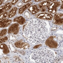 Invitrogen RAB11FIP3 Polyclonal Antibody 100 &mu;L; Unconjugated:Antibodies,