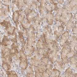 Invitrogen TUFT1 Polyclonal Antibody 100 &mu;L | Buy Online | Invitrogen&trade; | Fisher Scientific