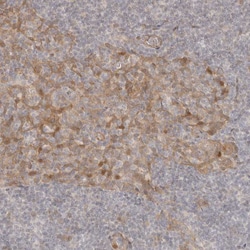 Invitrogen TUFT1 Polyclonal Antibody 100 &mu;L | Buy Online | Invitrogen&trade; | Fisher Scientific