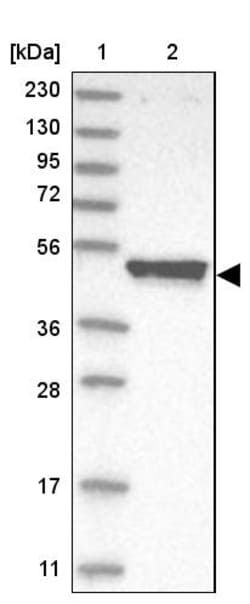 Invitrogen TUFT1 Polyclonal Antibody 100 &mu;L | Buy Online | Invitrogen&trade; | Fisher Scientific